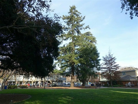 Fremont-Park-with-shaded-grass-areas-and-tall-tree