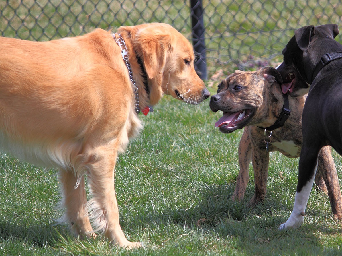 are pitbulls allowed in dog parks