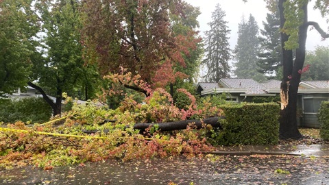 Downed tree after storm.jpg