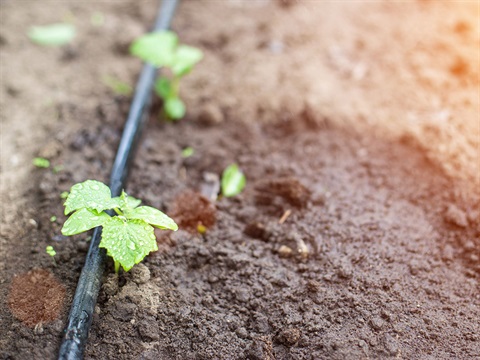 Young-plants-growing-with-drip-irrigation.jpg