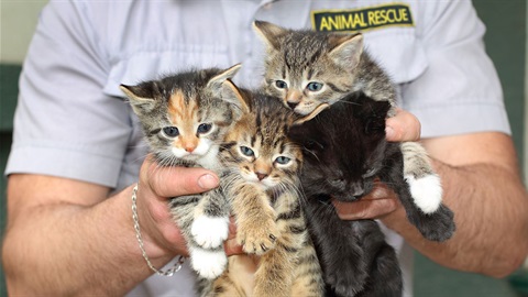 Animal-rescue-worker-holds-four-kittens.jpg