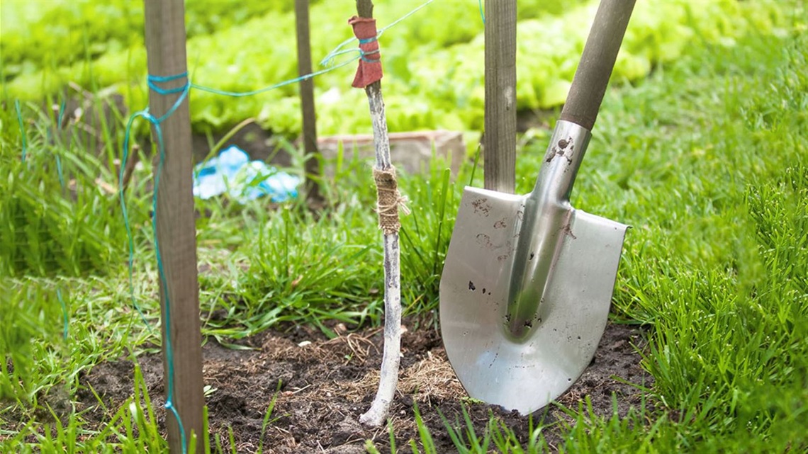 Spade-next-to-newly-planted-tree.jpg