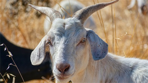 white-goat-in-field