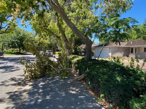 Fallen tree branch in street