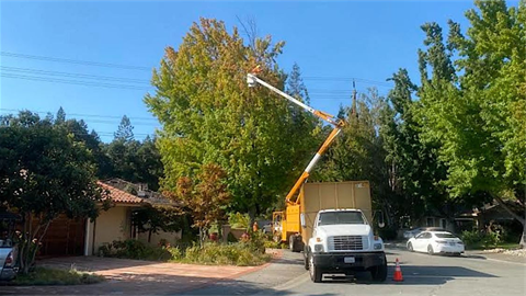 Truck doing tree maintenance