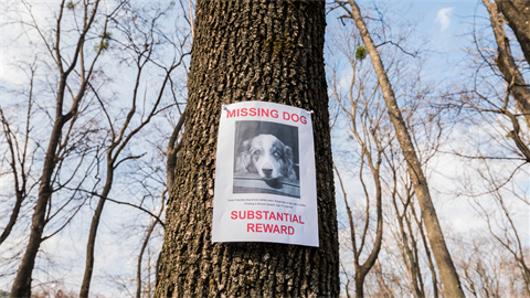 Missing dog sign on tree