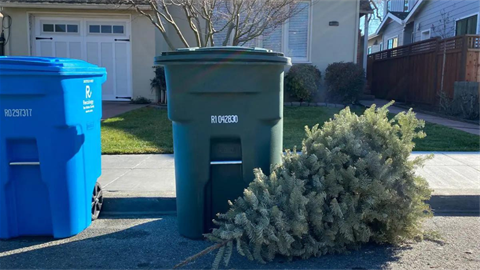 Tree at curbside