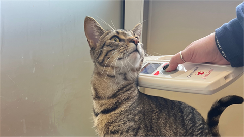 cat being checked for microchip