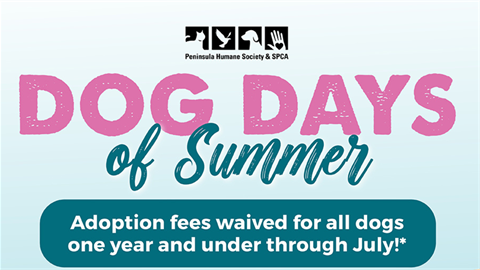 Dog days of summer adoption