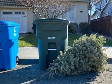 christmas-tree-set-out-by-green-waste-bin.jpg