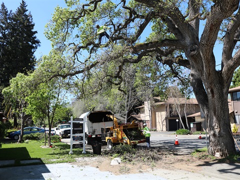 crews-performing-tree-trimming-maintenance.jpg