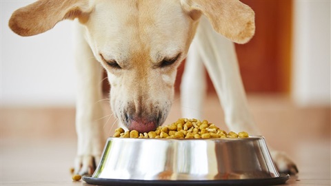 Dog eating from food bowl.jpg