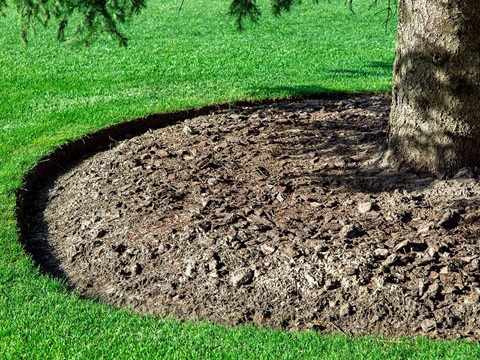 Evergreen-branches-and-tree-trunk-surrounded-by-mulch-ring.jpg