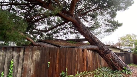 Fallen-tree-on-fence-and-shed.jpg