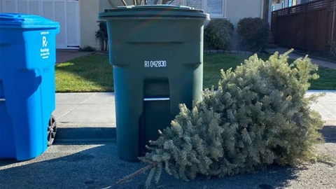 Holiday tree set out next to compost bin.jpg