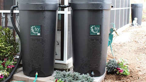 Ivy rain barrels.jpg