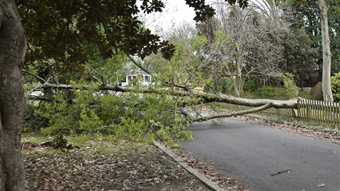 Large-tree-down-across-small-street-and-picket-fences.jpg