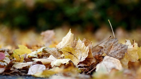 Leaves on the ground.jpg