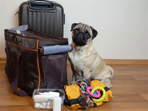 Packing-pet-evacuation-kit-with-pug.jpg