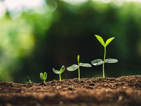 Row-of-seedlings-growing-up-through-soil-in-ascending-height-from-left-to-right.jpg