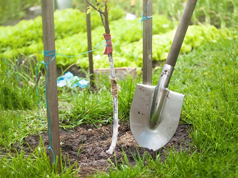 Spade-next-to-newly-planted-tree.jpg