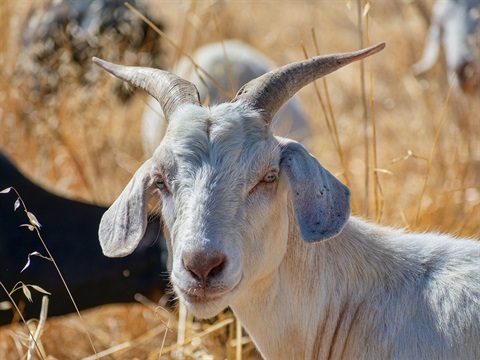 White-goat-looks-at-the-camera-while-sitting-in-dry-grass.jpg