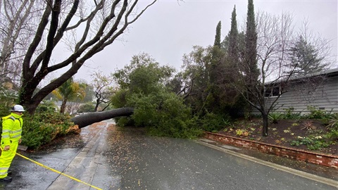 worker-in-front-of-downed-tree-across-street.jpg