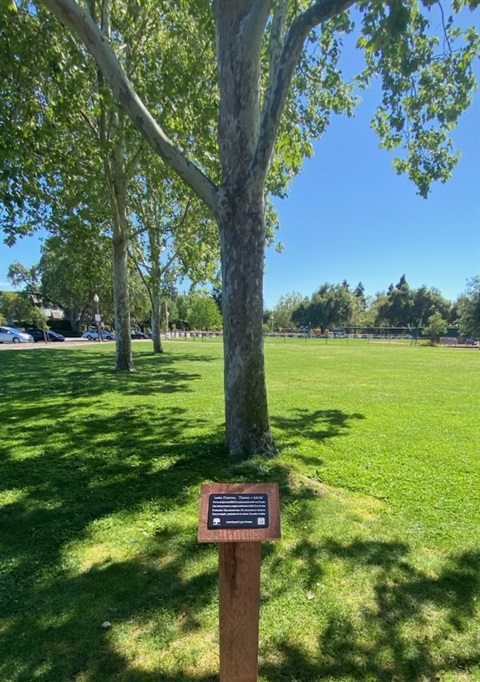 Heritage tree tag